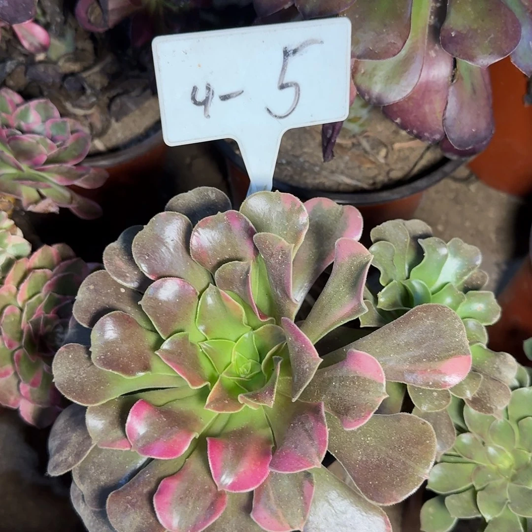 4-5多肉法师多肉多肉