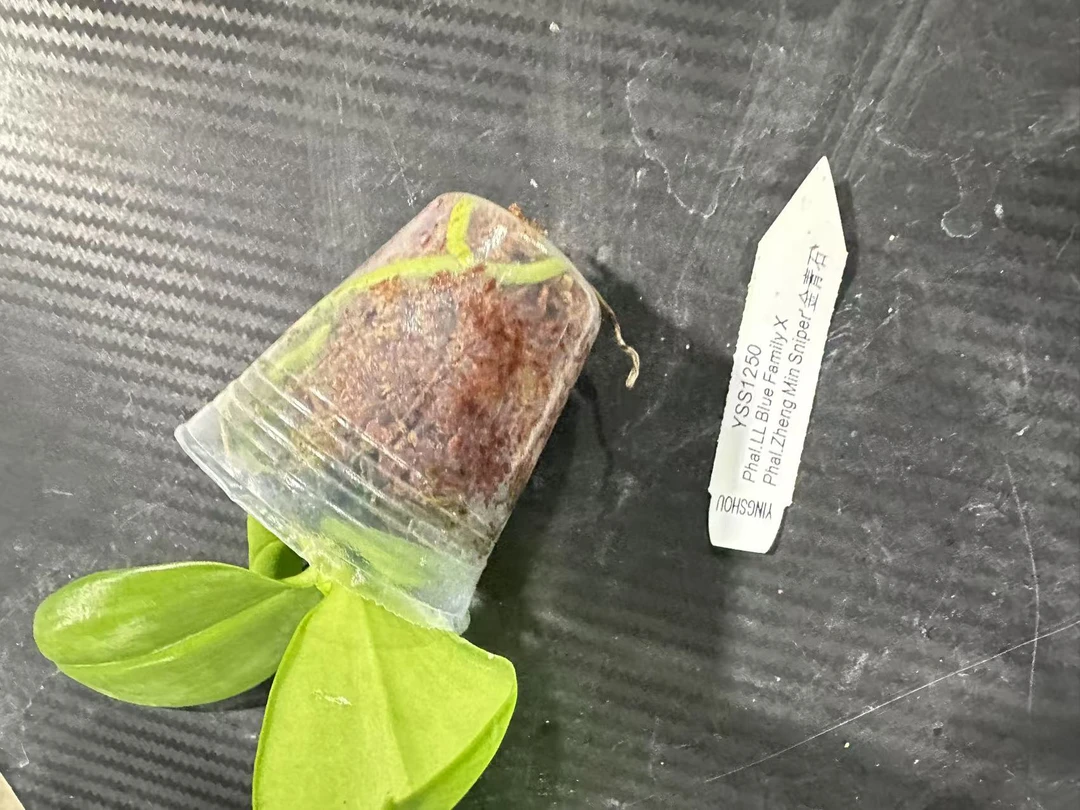 YSS1250蓝色家园x郑敏金青石  1.7寸苗株少根鲜花绿植