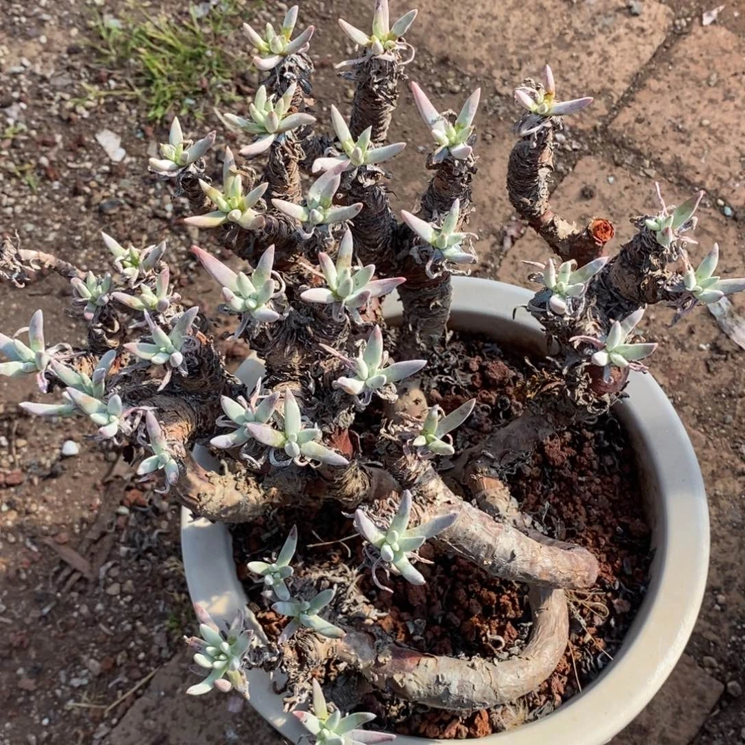 32号沃库提瑕疵瑕疵