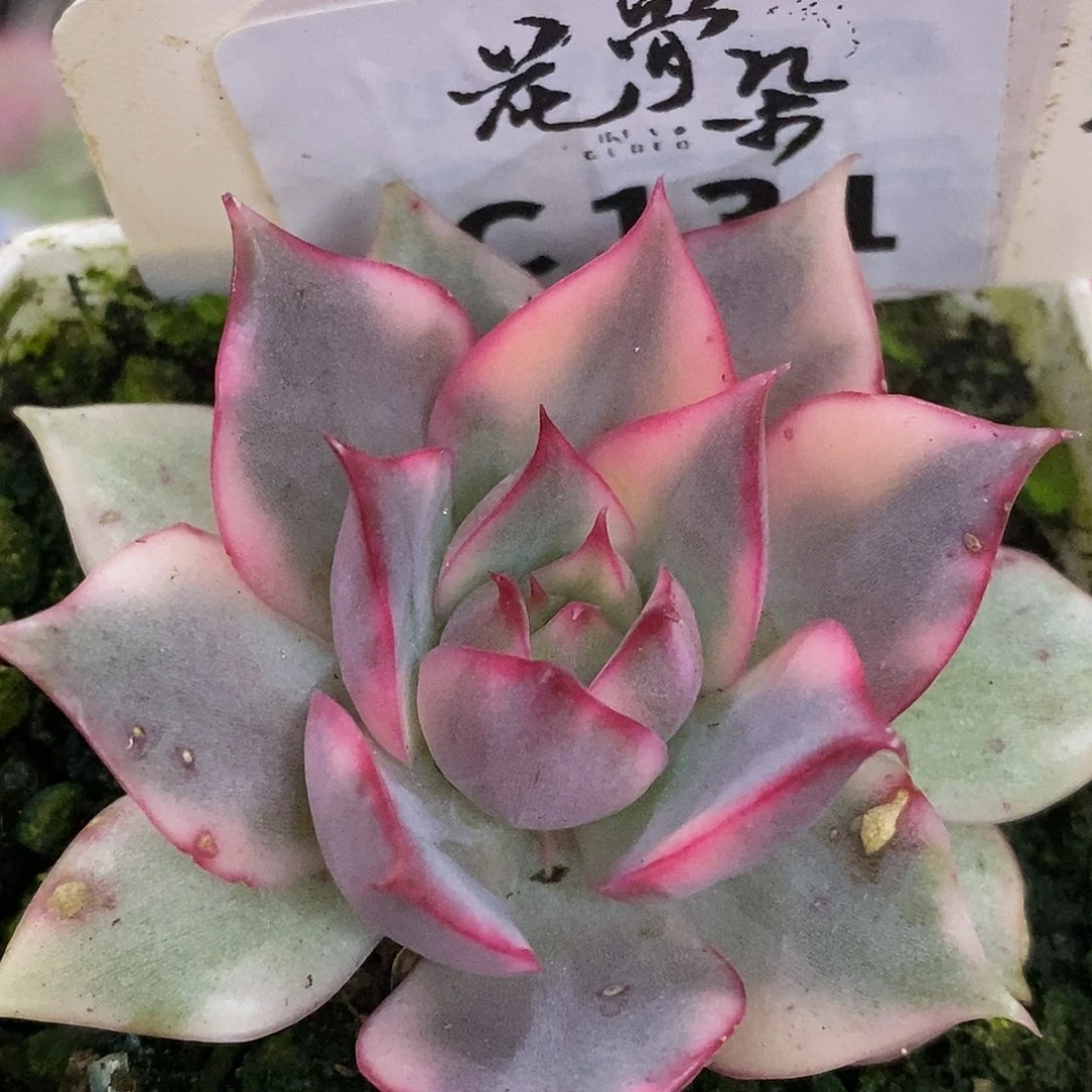 131红莲哈哈哈哈哈哈