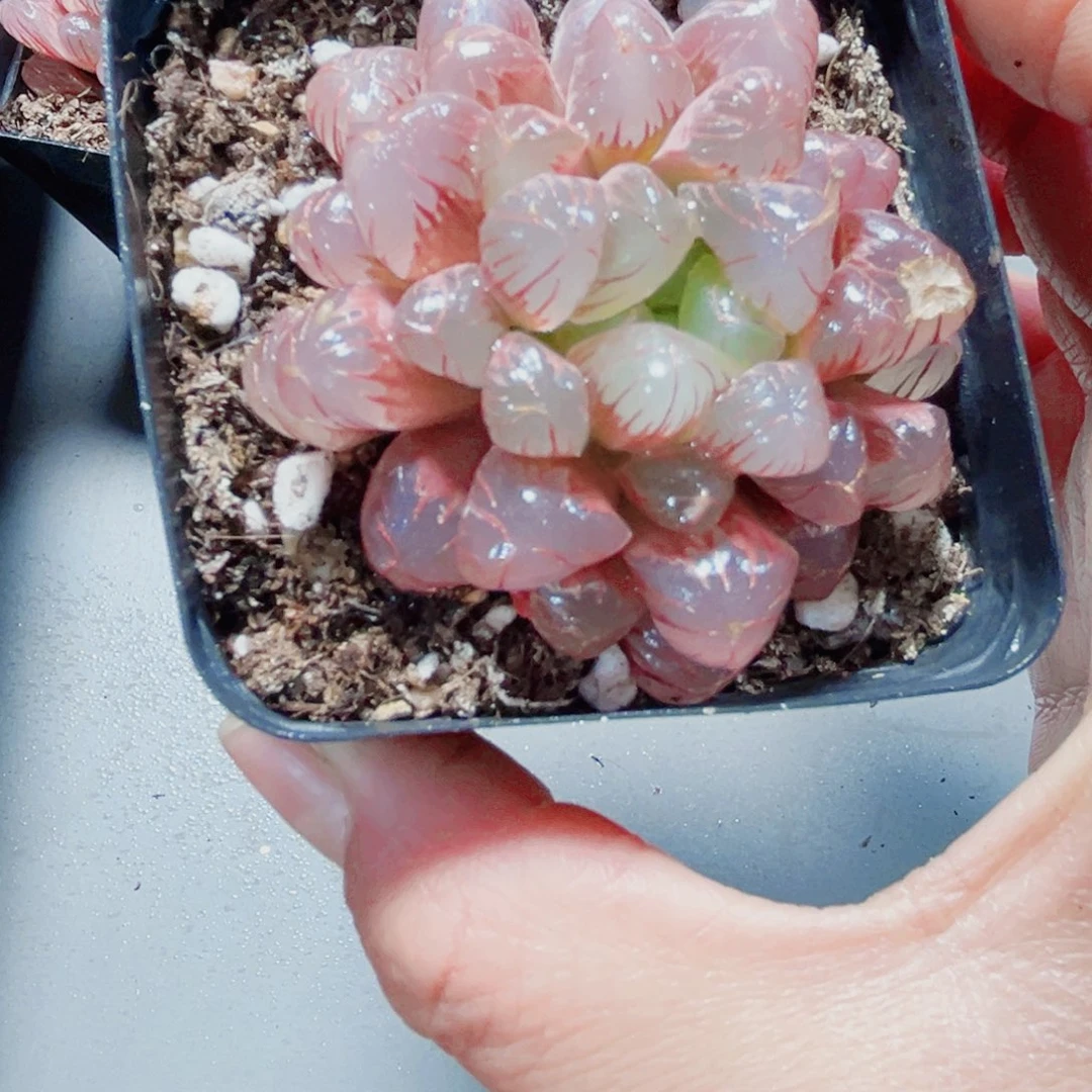 粉冰灯多肉植物666