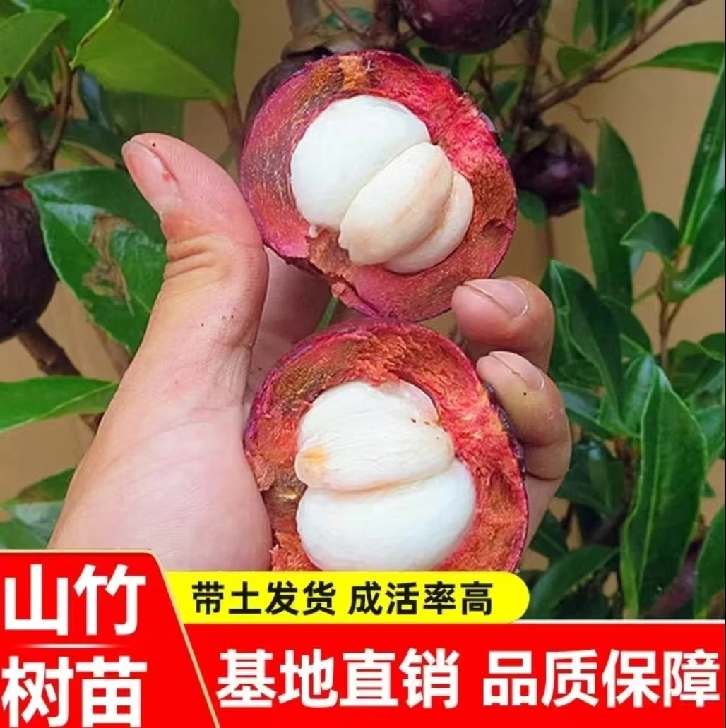【山竹树苗】无籽山竹果树苗阳台庭院盆栽地栽种植果树苗