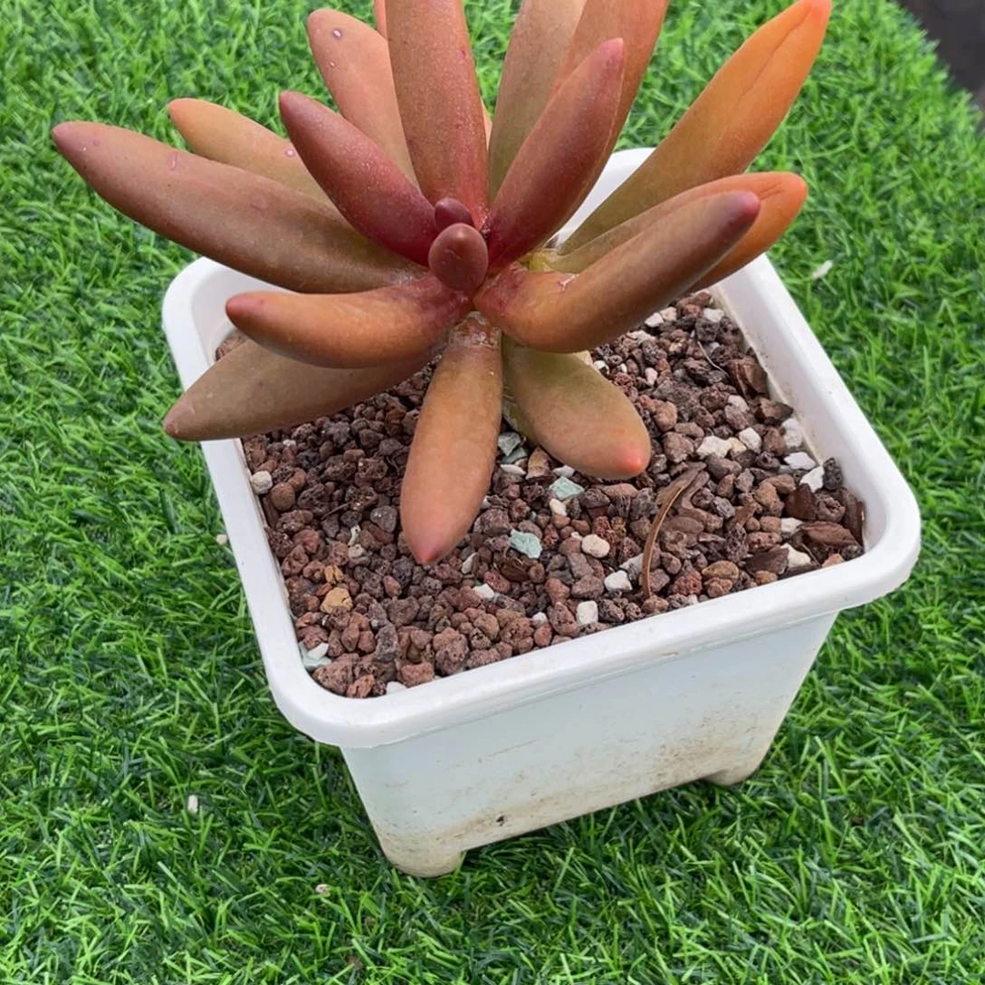 鲜***儿树。椰子 寄养……发货