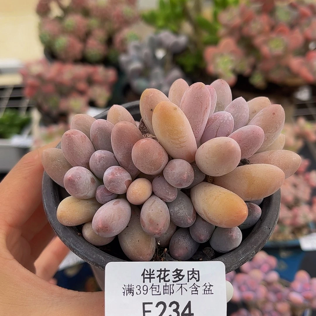 234-汤圆多肉6cm多肉