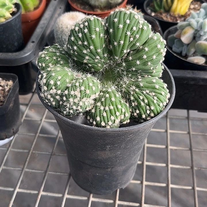 我也不知道我为什么要这样