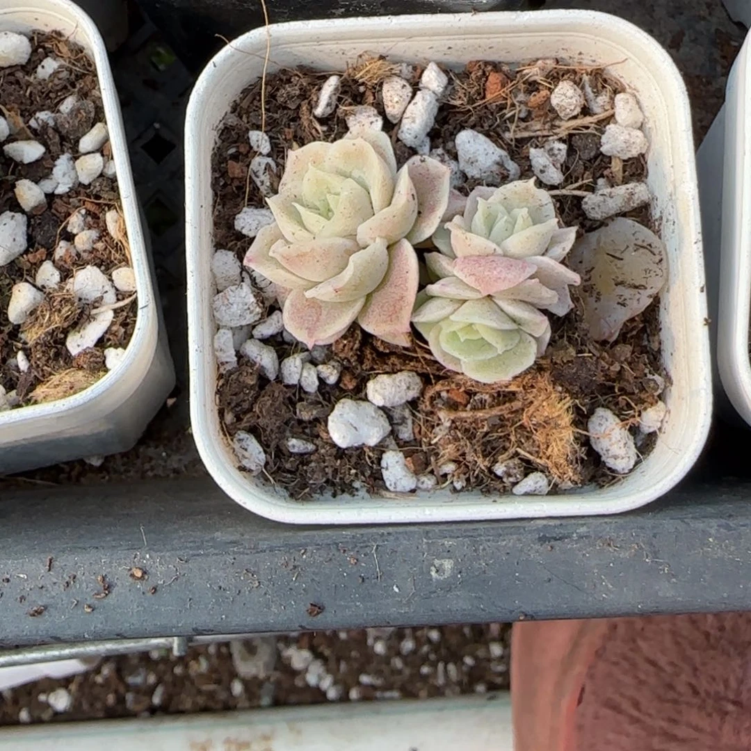 多肉小卡拉米糖心一物一拍