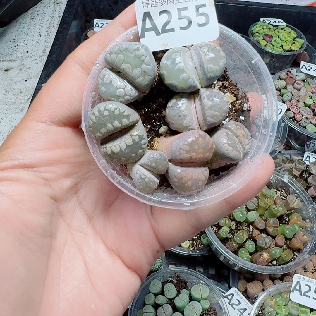 255多肉植物多肉植物