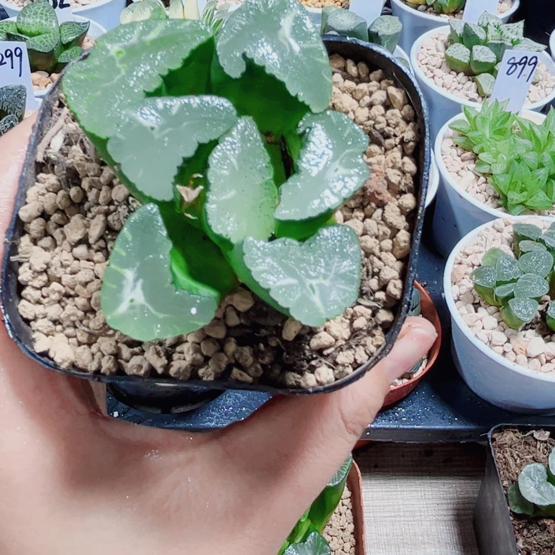 万象盆种好多肉植物