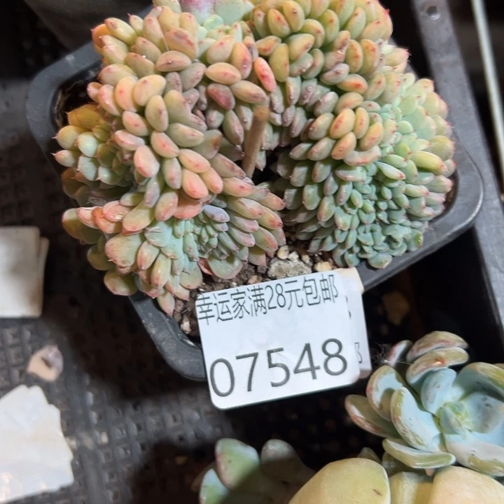 幸运的是我还在幸运