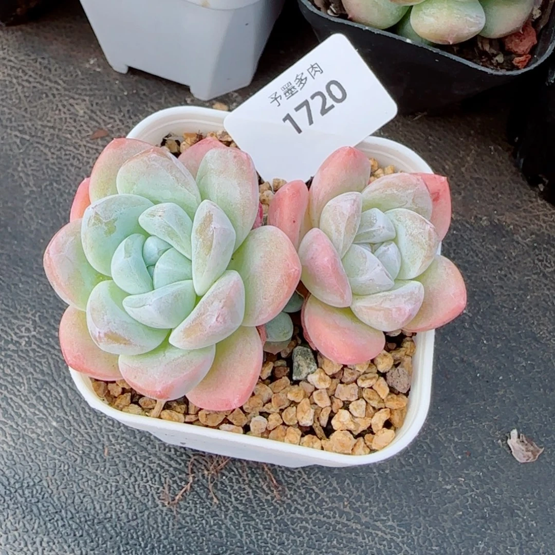 冰玉无砍，1720多肉植物