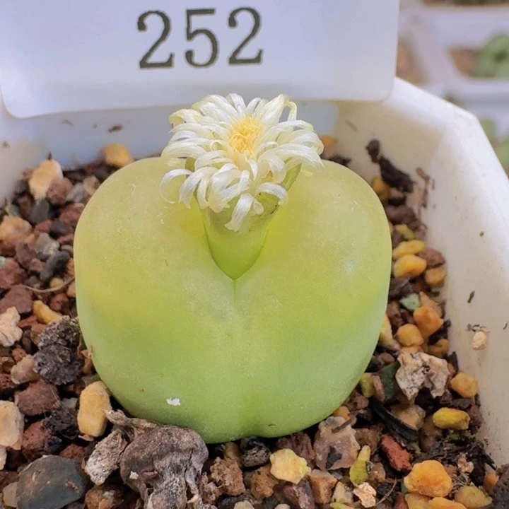 252 绿体水蜜桃。