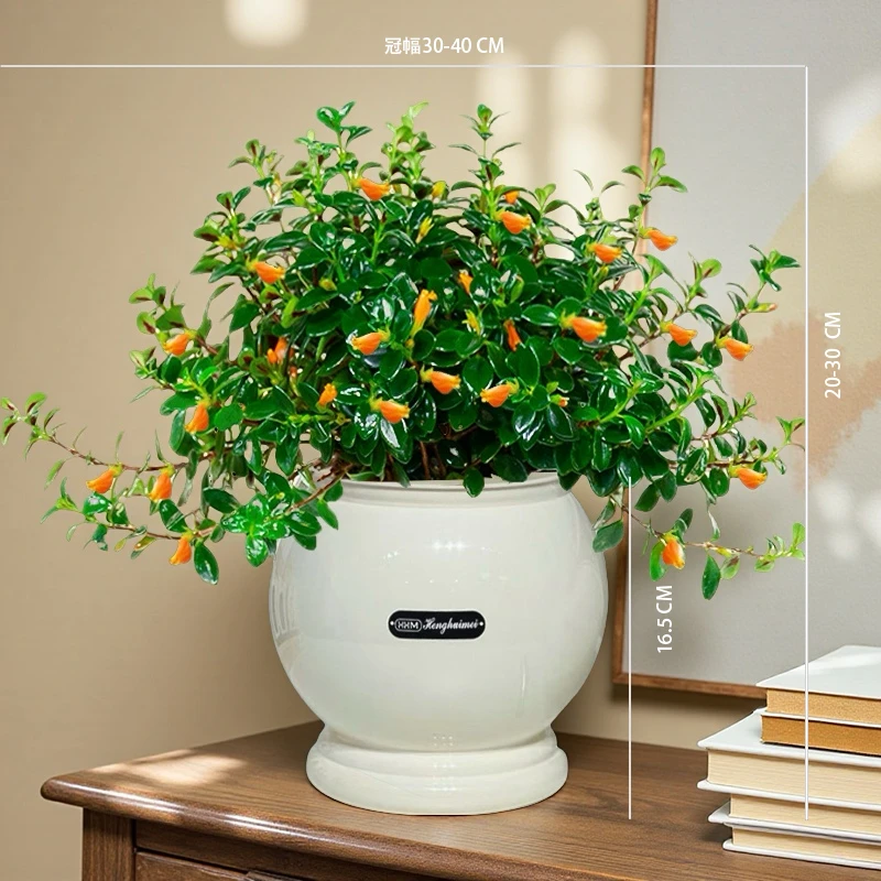 金鱼吊兰金鱼花吊兰绿植花卉盆栽基地直发批发办公室植物