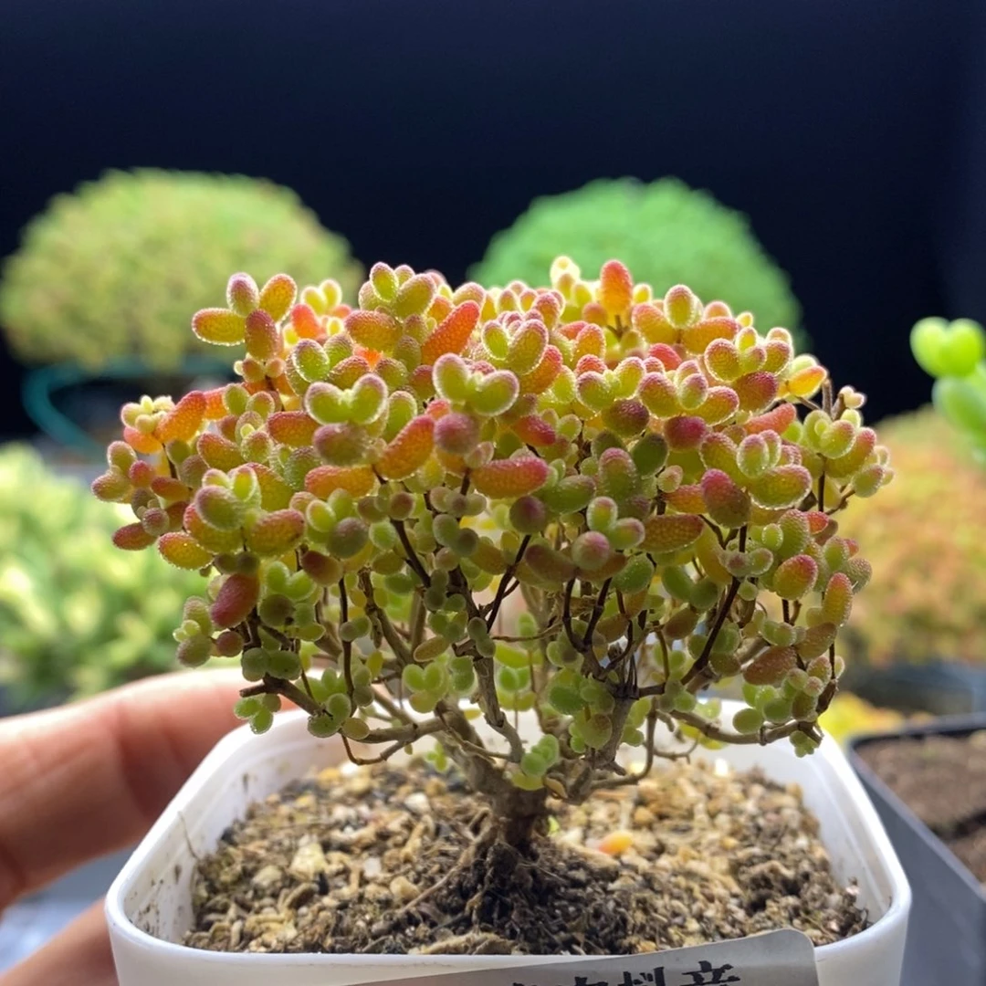 278蜜橘糖球。