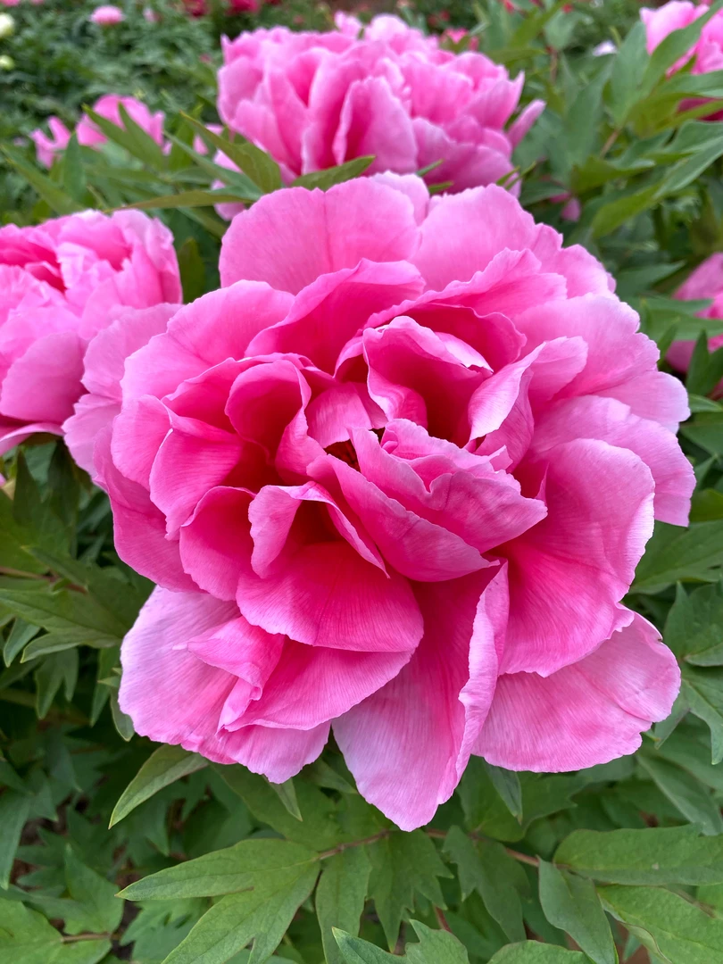 花游牡丹名品-观赏牡丹裸根发货