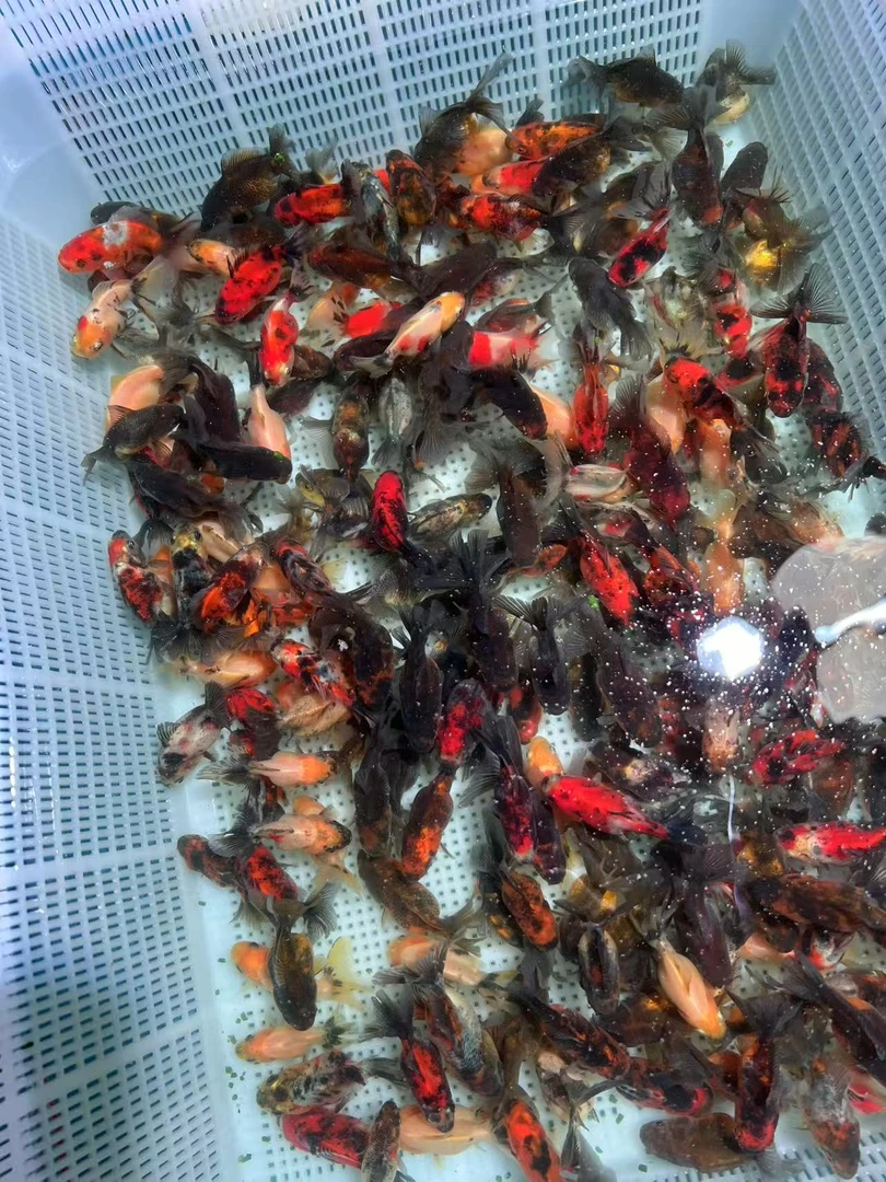 精品百褶，泰狮观赏鱼