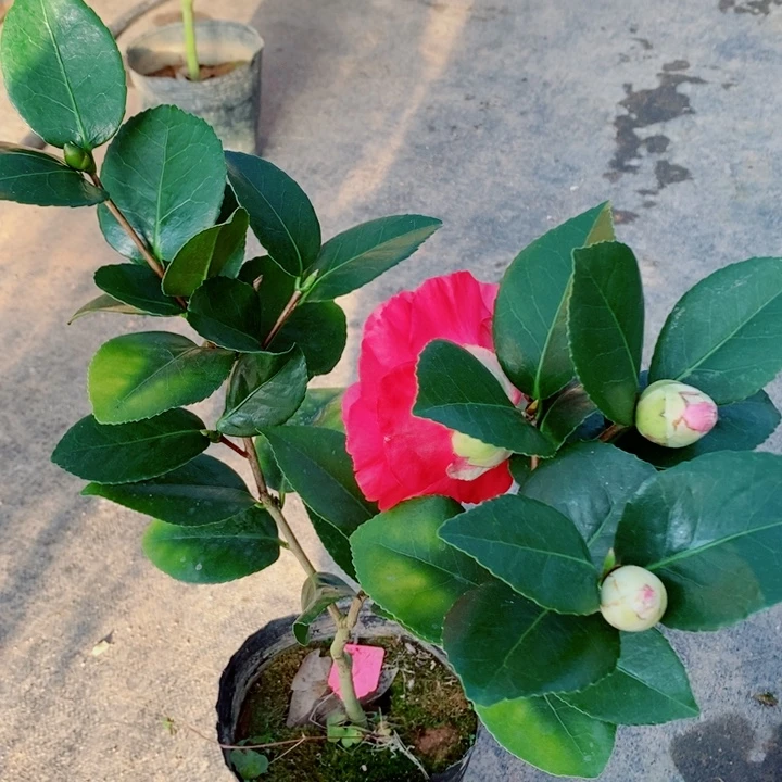 完全开放梦娜玫瑰