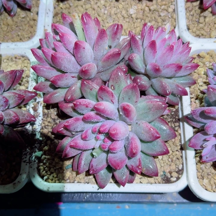 精品多肉植物老桩