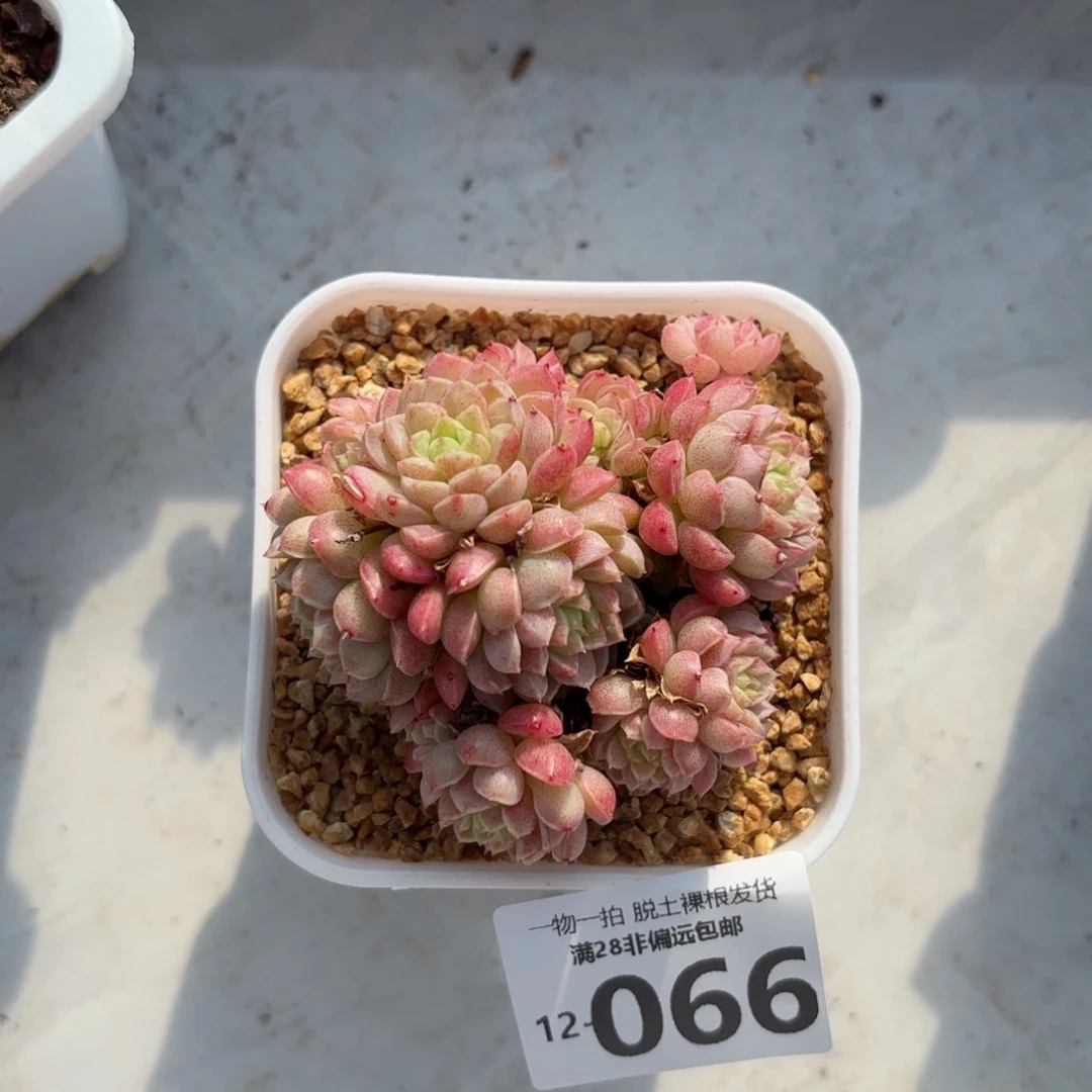 绿心羊脂球带土球多肉