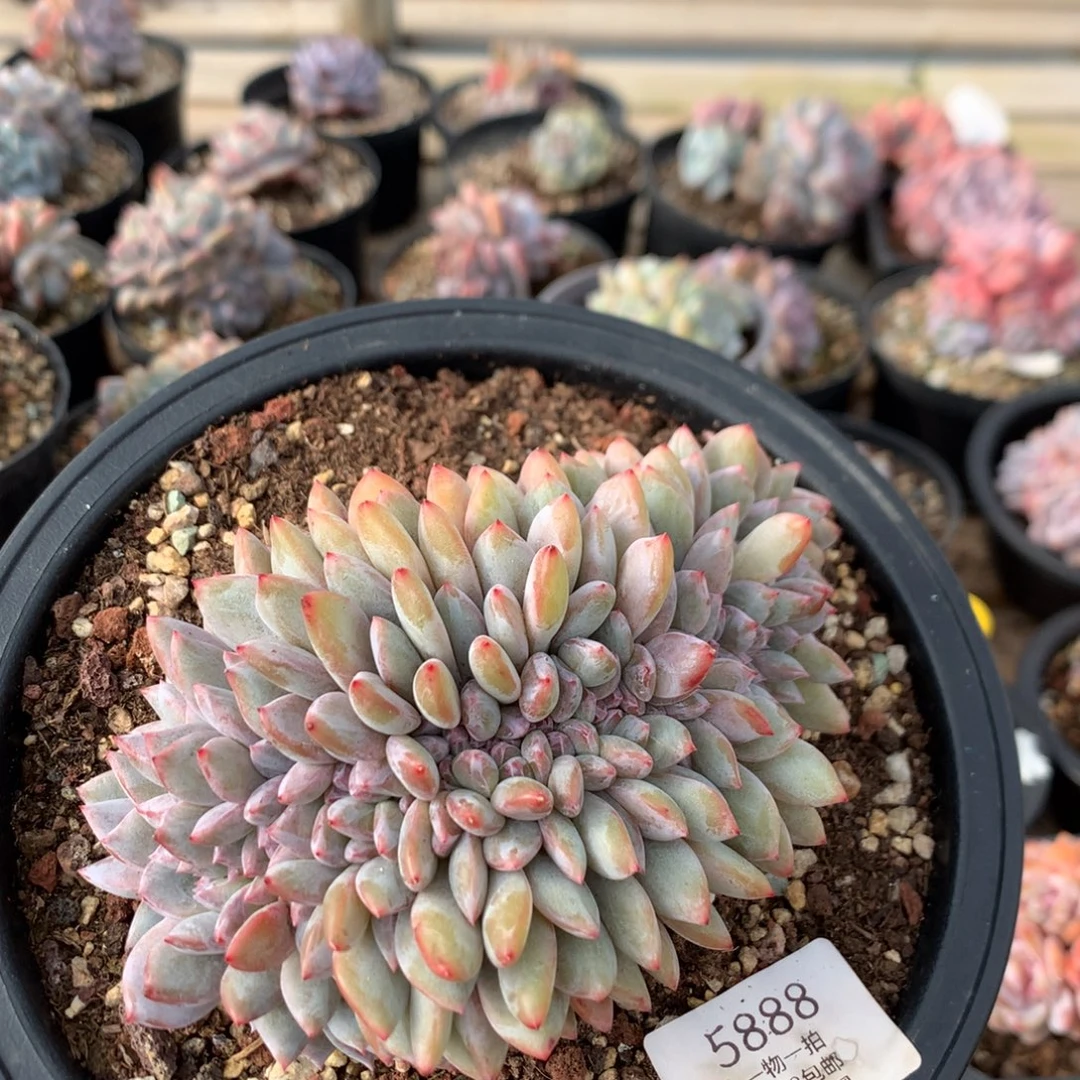 14.5厘米底切高板石榴籽缀 5888