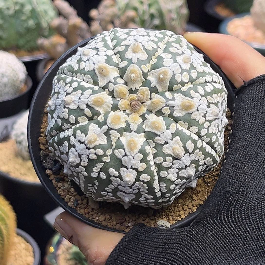 485zzzzzzzzzzzzzzzzzz