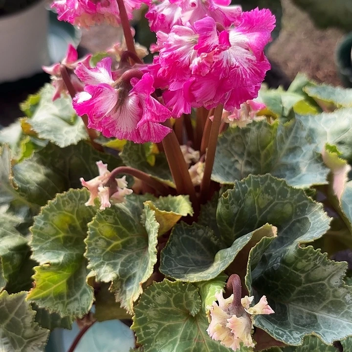 完全开放大花Plus宴08