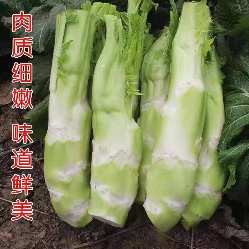 大棒菜种子薄皮棒菜大棒菜白皮芥菜种四川花叶菜头特色棒棒菜种子