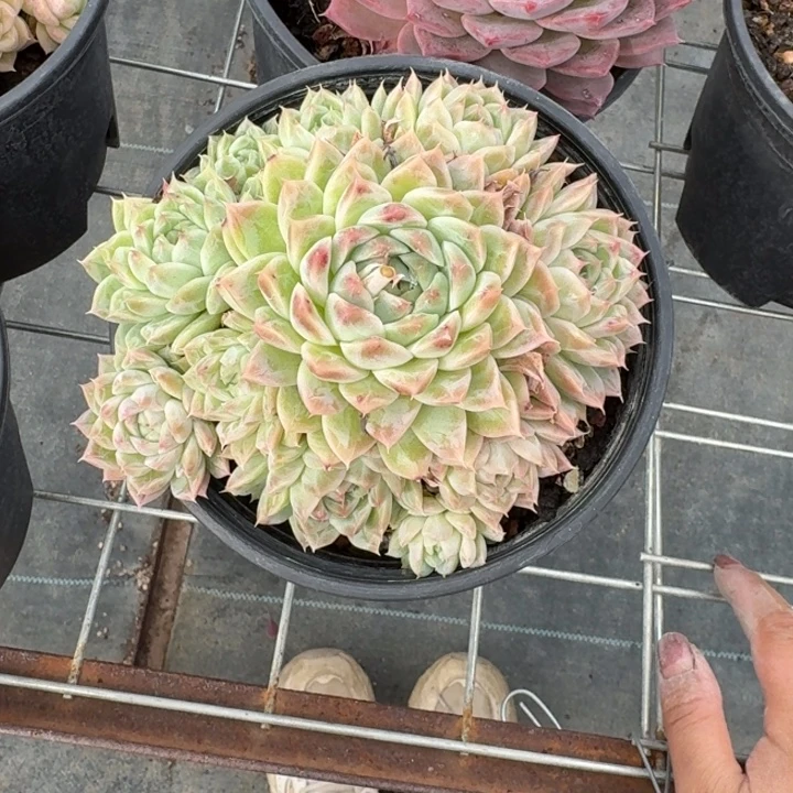 不知名多肉植物绿植