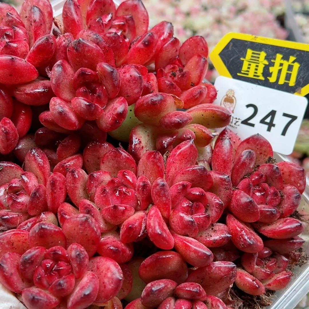 多肉植物多肉植物