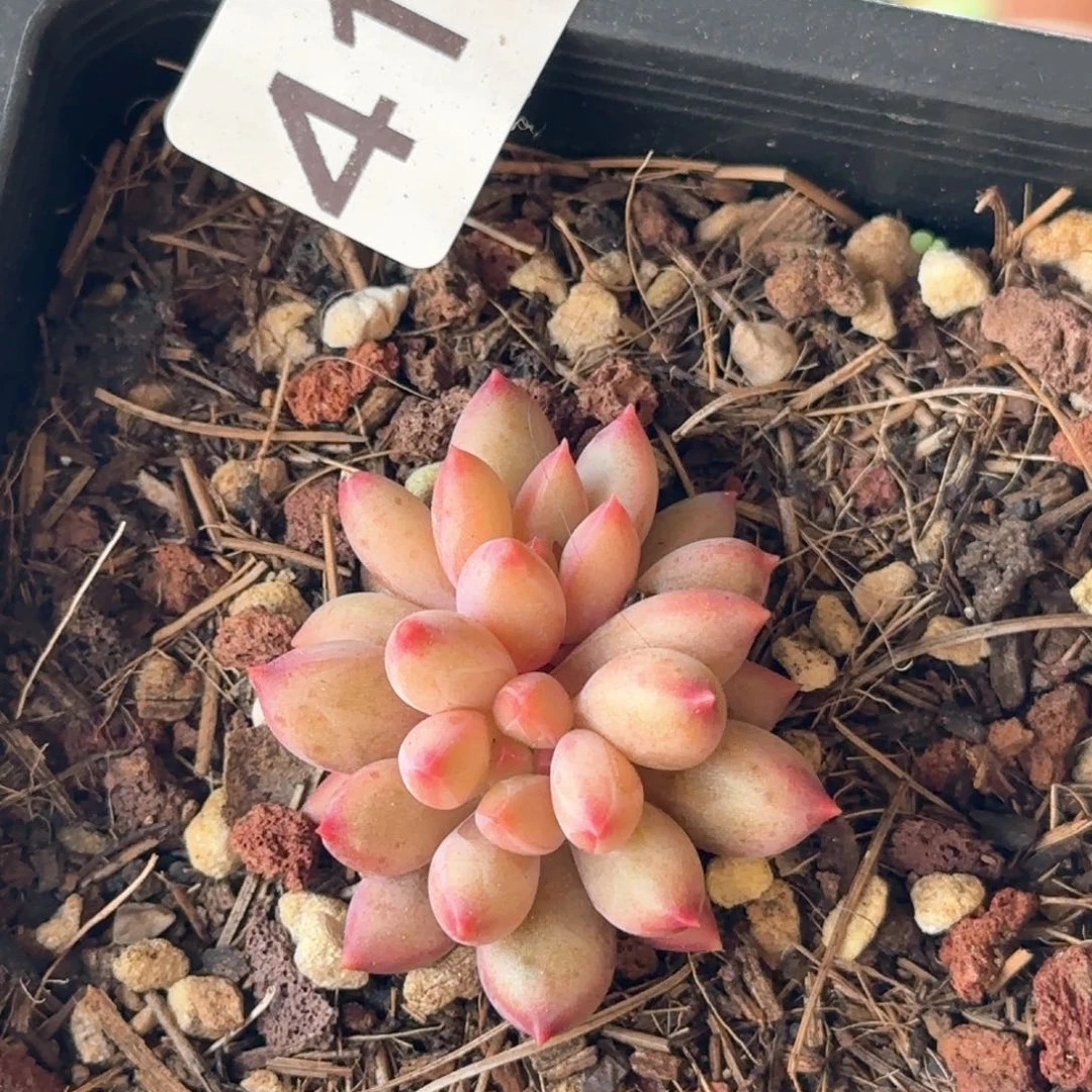 412号 一物一拍 一物一拍