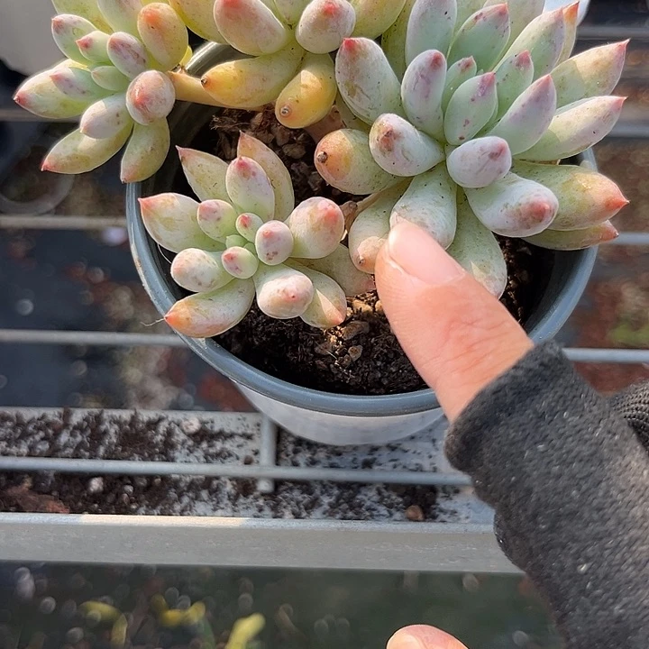 *****所罗门246789999000