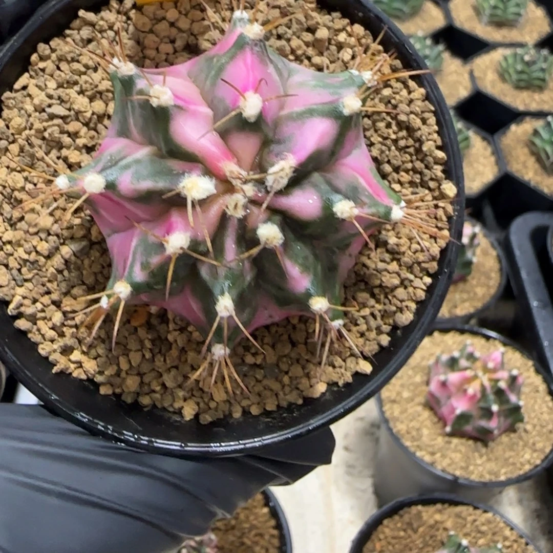 333号泰系名品侧芽粉钻