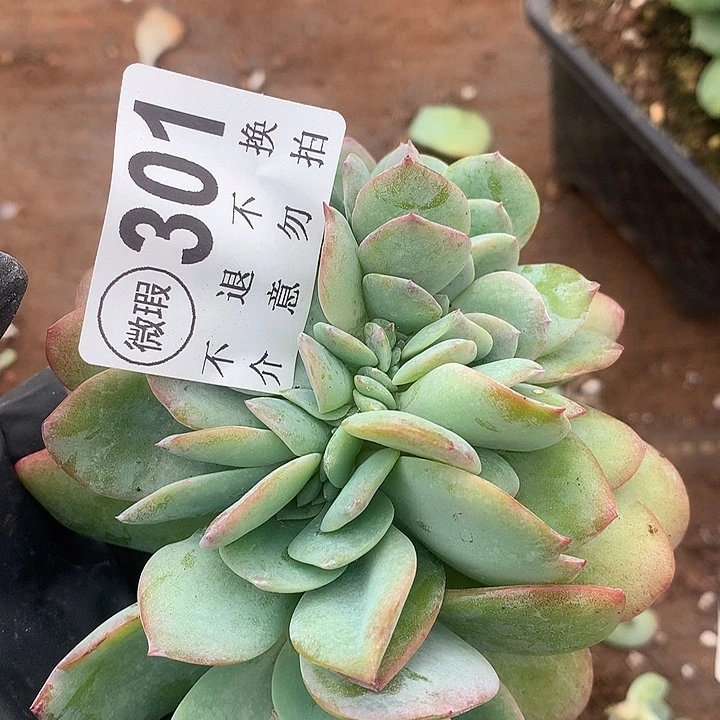 萃***园白凤缀化 瑕疵 有撸叶子的伤