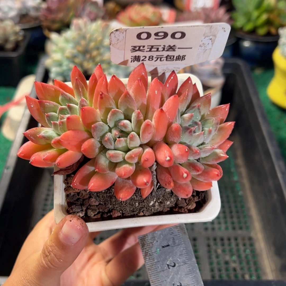 表妹精品多肉植物090.