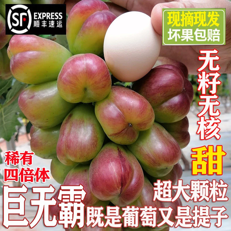 【王中王】稀有超大颗粒四倍体新品种葡萄提子爆甜多汁皮薄肉厚水果