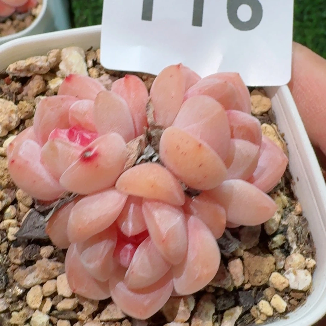 刚毅群生         精品多肉