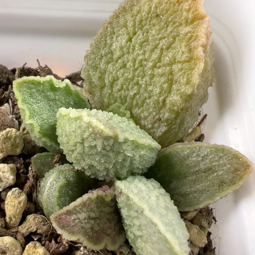 无花朵特价绿皮大苗多肉植物母叶有疤晒疤