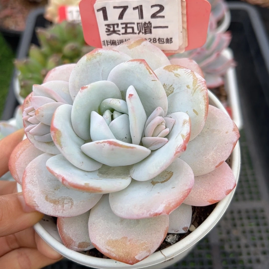 表妹精品多肉1712.