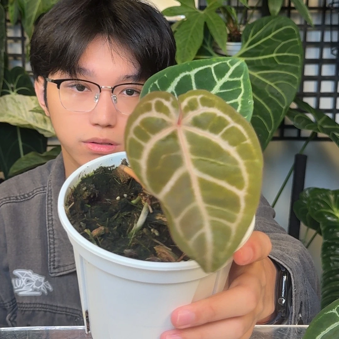 完全开放J22红水晶杂流星