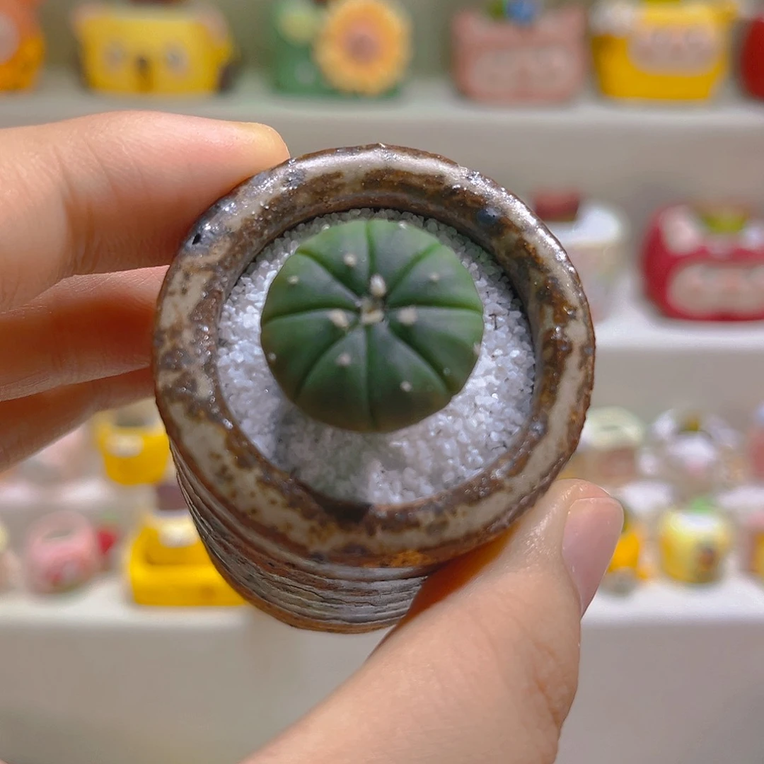 016兜锦2.5厘米带盆带土