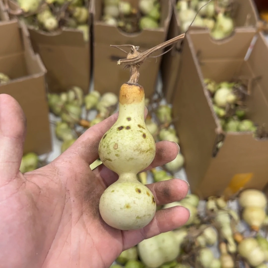 伍***七青皮不包成  不退不换