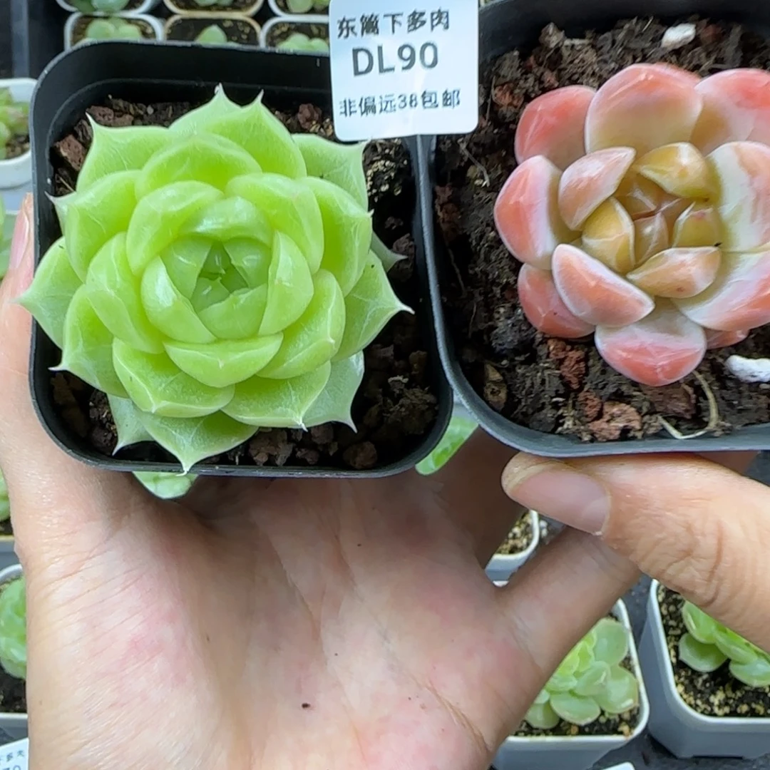 东篱下多肉植物哈哈哈哈90