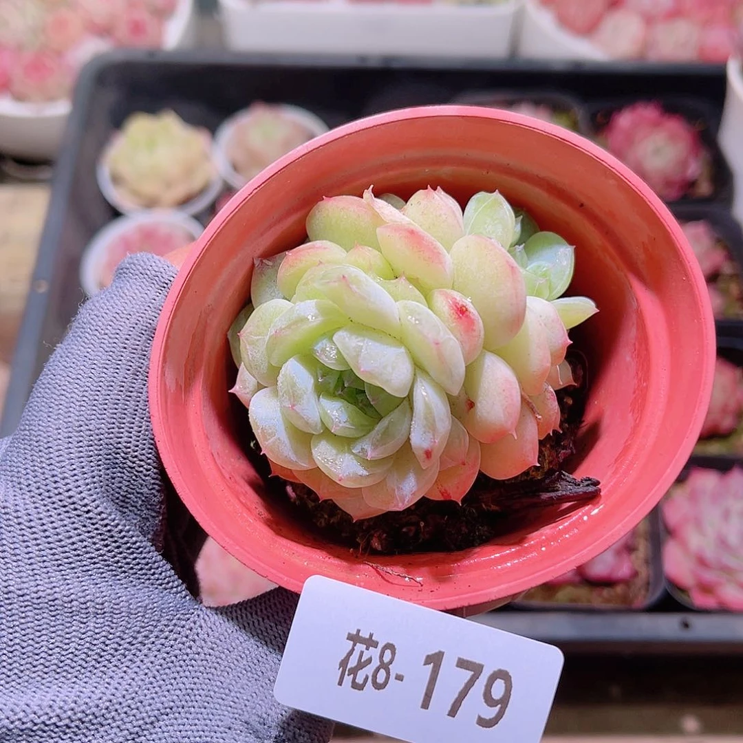 i**i花08-179瑶台心含盆土