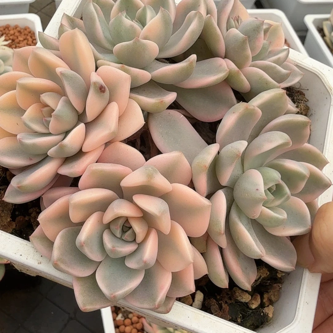 红粉佳人锦，多肉植物