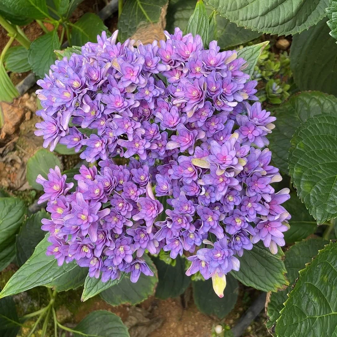 绣球切花一物一拍3枝包邮，27