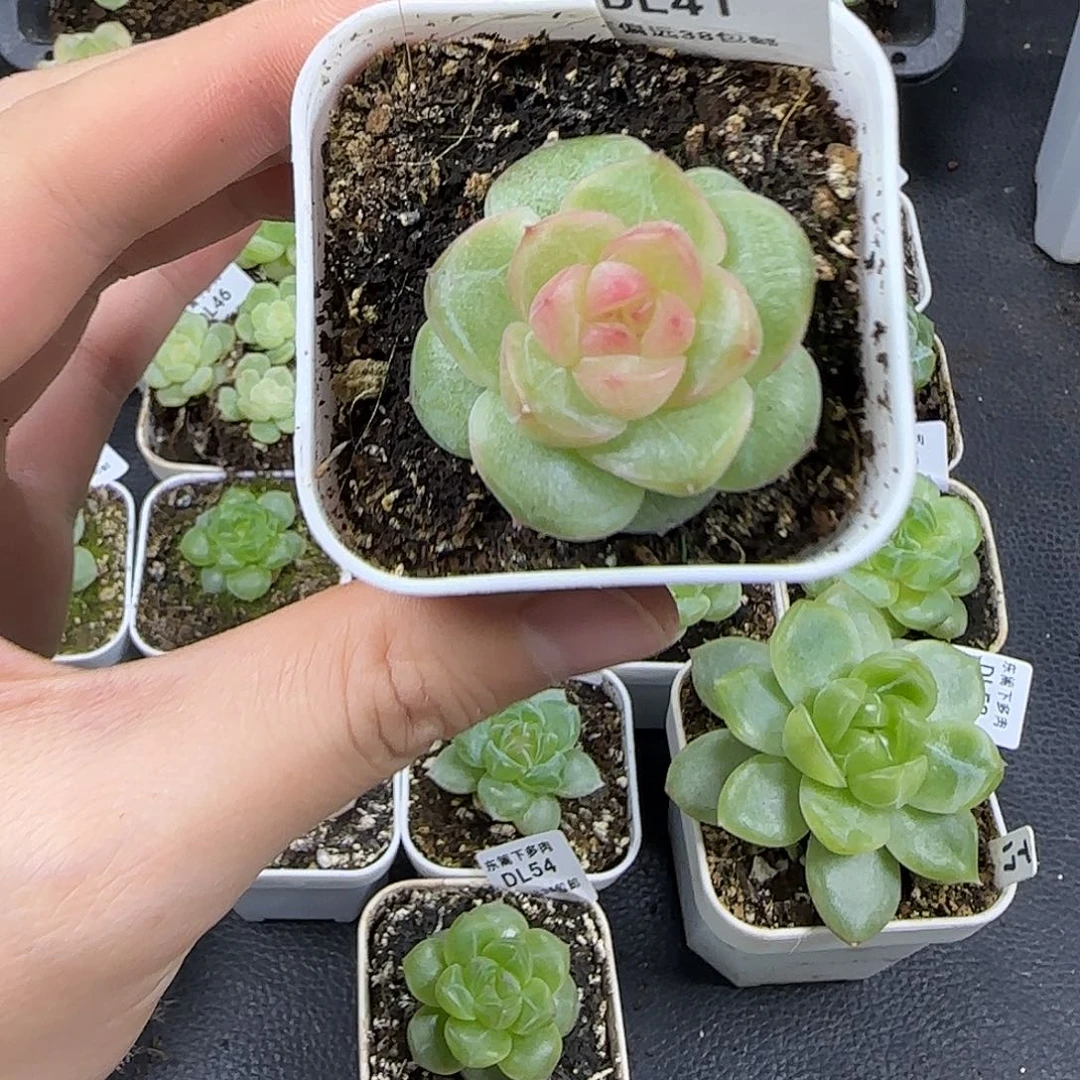 41东篱下多肉植物哈哈哈哈