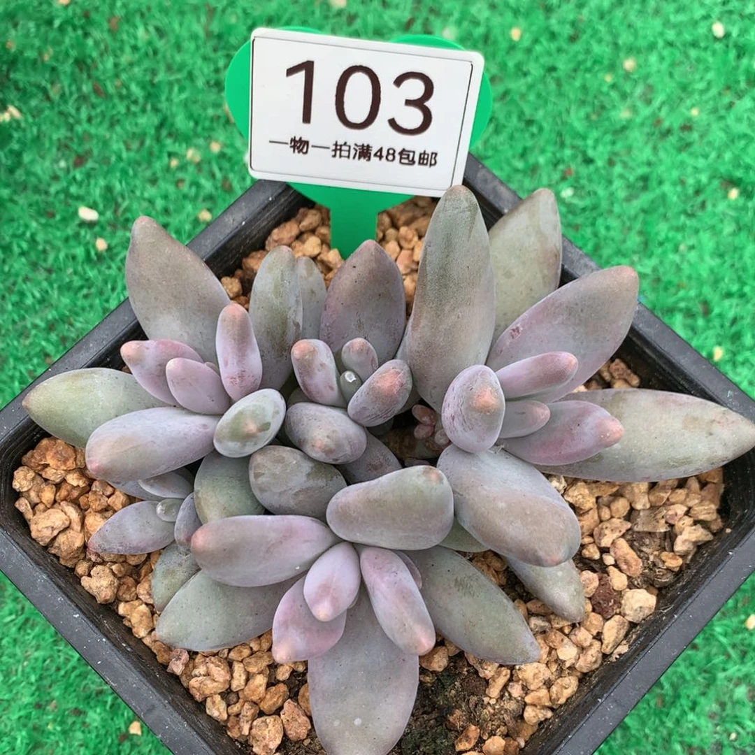 企鹅无砍一物一拍103
