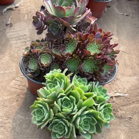 445多肉植物组合