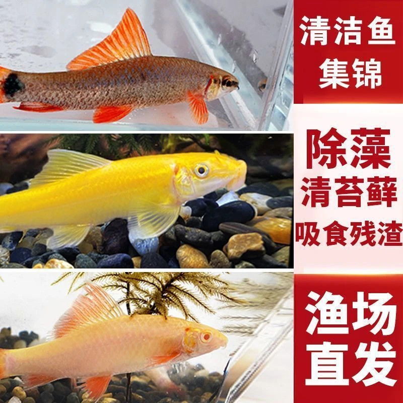 金苔鼠鱼热带观赏鱼除藻清洁鱼清理鱼缸粪便垃圾