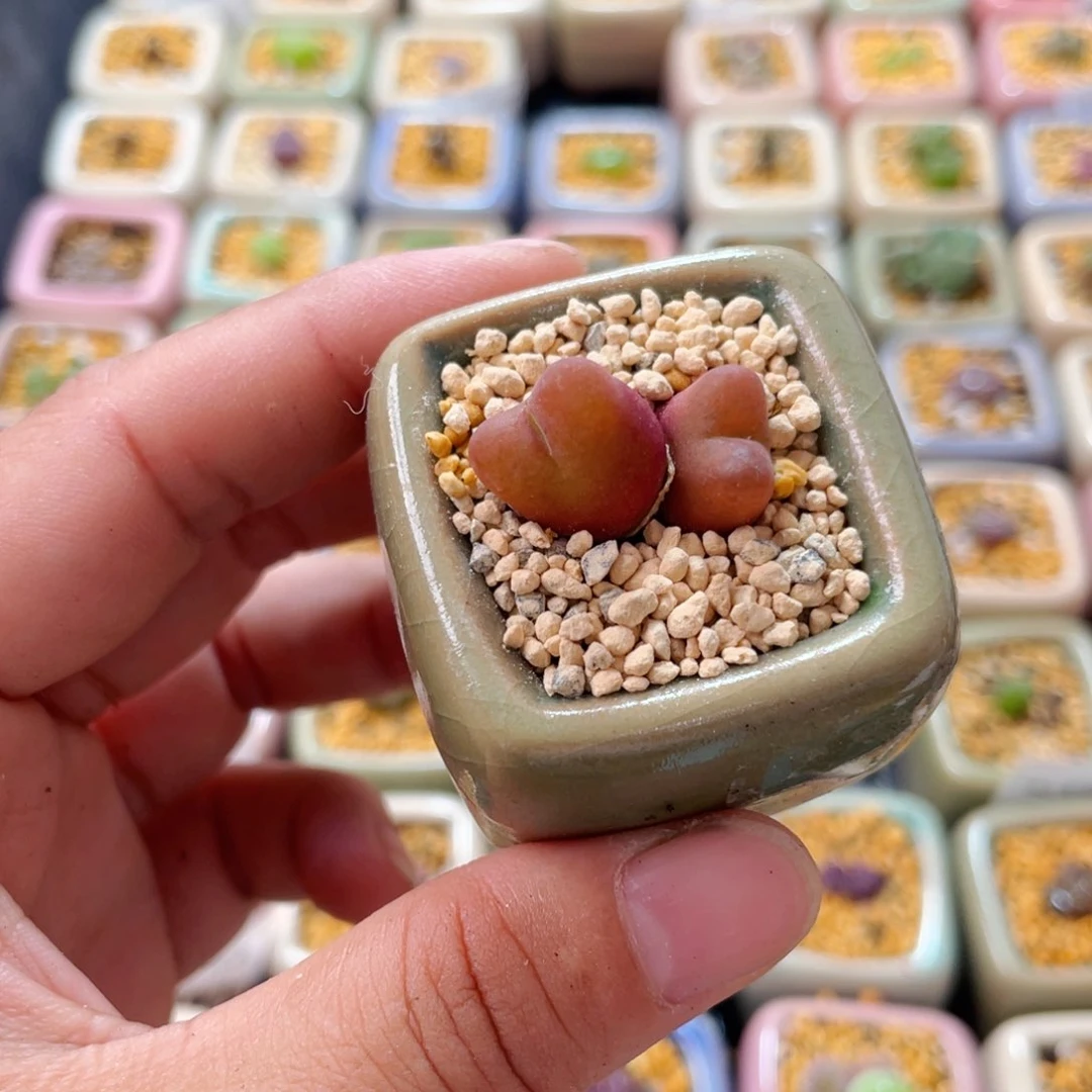 无花朵0925--一物一拍 带盆 水蜜桃1430.5