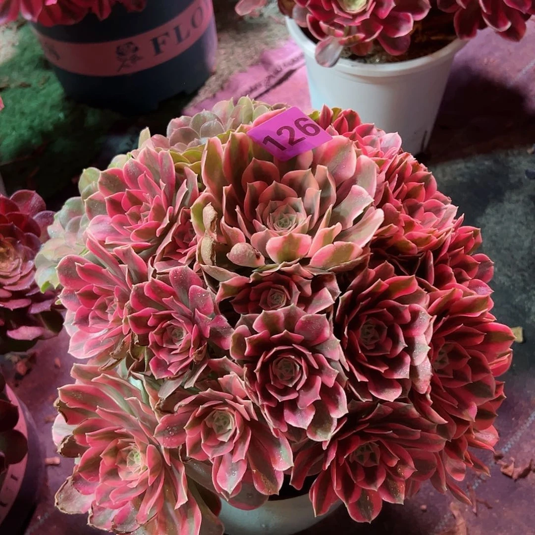 126红粉佳人法师多肉植物